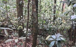 Kon Tum: Tìm thấy 1 kiểm lâm bị mất liên lạc khi đi tuần tra rừng