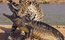 Cận cảnh báo đốm kịch chiến nảy lửa với cá sấu trên sông