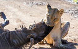 Cận cảnh săn mồi đơn độc để nuôi con của sư tử mẹ