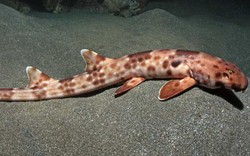 Phát hiện loài cá mập kỳ quái biết đi bộ tại Australia