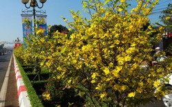 Bà Rịa - Vũng Tàu: Hoa mai phủ vàng rực rỡ hơn 5km dải phân cách