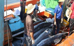 Đà Nẵng: Tàu bắt được toàn cá khủng, nhưng dân buồn vì bán rẻ