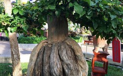 Những chậu bonsai có hình dáng "quái dị" và lạ ở Nha Trang