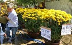 Khánh Hòa: Người mua vắng hoe, hoa Tết “xả hàng” đồng loạt