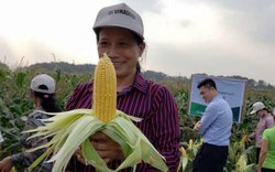 Bắc Giang: Giống ngô ngọt lai F1 Min 5 bắp to, chống sâu bệnh tốt