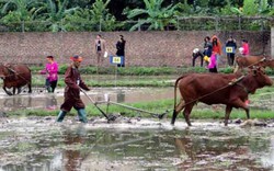 Thái Nguyên: Máy cày, máy cấy hiện đại xuống đồng ngày mồng 3 Tết