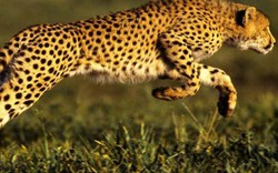 Những loài động vật nhanh nhất thế giới: Báo hay linh dương nhanh hơn?