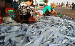 Lộc biển đầu năm: Ngộn ngộn cá tươi, cá hố bán 40-50 ngàn/ký