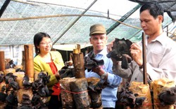 Trồng thành công loài nấm mộc nhĩ đen khổng lồ ở Ninh Bình