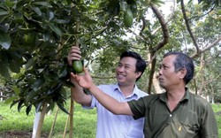 Làm giàu ở nông thôn: Trồng thứ bơ trái vụ bán qua Tết, có tiền tỷ