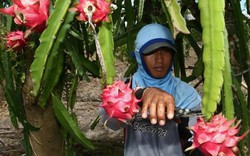 Dừng thông quan hàng sang Trung Quốc, xuất khẩu nông sản "tê liệt"