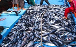 Tàu về bờ “cõng” đầy ắp cá thu hàng trăm triệu, bõ ăn tết trên biển