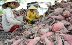 Kiên Giang: Khoai lang tốt bời bời, rủ nhau đi đào, thu tiền tỷ