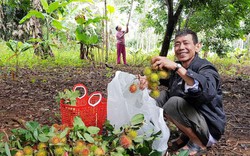 Bất ngờ: Chôm chôm trồng được ở Quảng Trị, đã thế trái sai "phát hờn"