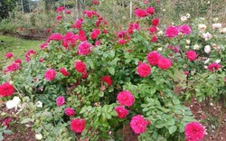 Bỏ việc ở Hà Nội, 8X Phú Thọ về quê trồng vườn hoa hồng "khủng"