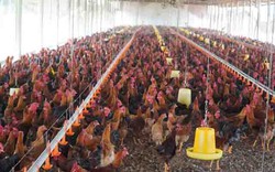 Lo cúm A/H5N1 xâm nhập từ Trung Quốc, Bộ NNPTNT ra công điện khẩn