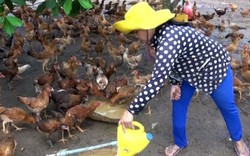 TP.HCM: Để xảy ra cúm H5N1, chủ tịch huyện sẽ phải chịu trách nhiệm