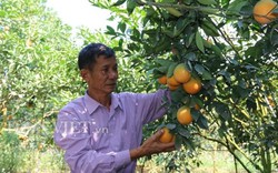 Sơn La: "Trúng số" nhờ trồng giống cam chín muộn trên đất dốc