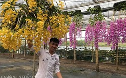 Giàn phong lan giả hạc thanh củi "khủng" của 9X Lâm Đồng