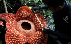 Ngắm hoa quái vật lớn nhất thế giới, rộng tới 1,2m nở giữa rừng