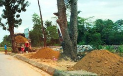 Quảng Bình: Dự án cây xanh đầu tư tiền tỷ thi công bằng đất “lậu”