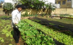 Đà Nẵng: 1 nông dân bỏ 1 tỷ đồng tự chế máy trồng rau sạch tự động