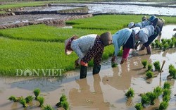 Mai Châu: Nông dân thung lũng du lịch náo nức đi cấy đầu xuân