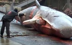Những vụ nổ kinh hoàng từ xác cá voi khổng lồ