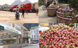 Dịch corona: Không phải gói hỗ trợ, đây mới là cách giải cứu cho nông sản Việt