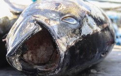 Bình Định: Bất ngờ giá cá ngừ đại dương chỉ còn 100.000 đồng/kg