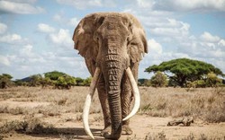 Chú voi có cặp ngà khổng lồ, được coi như “bảo vật” của một quốc gia qua đời ở tuổi 50