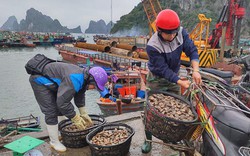 Quảng Ninh: Dân nuôi ngao, hàu nín thở chờ hết dịch virus Corona