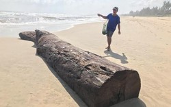 Quảng Nam: Sau vụ heroin dạt vào, lại phát hiện 2 cây gỗ khủng ở bãi biển