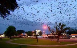 Hàng trăm nghìn con dơi che bầu trời thị trấn Úc, người dân không dám rời nhà