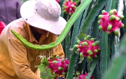 Sau mít, thanh long, tới lượt giá xoài "chìm nghỉm" vì virus Corona