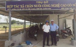 Nuôi bò 3B - hướng đi mới của nông dân xứ Quảng