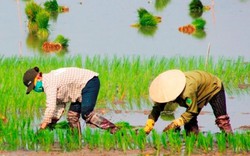 Quảng Bình: Ra Tết, bỏ 200.000 đồng/ngày thuê người đi cấy lúa