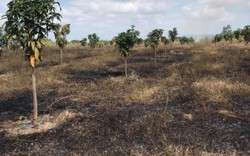 Làm báo cùng Dân Việt: Hiểm họa cháy vườn mùa khô ở Tây Nguyên