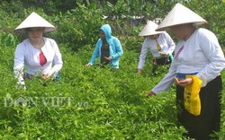 Hoà Bình: Trồng ớt rừng trái bé tí ti, chim hay "ăn trộm", bán đắt