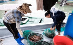Vắng khách du lịch vì virus corona, hải sản Quảng Ninh rớt giá mạnh