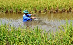 Cà Mau: Trồng gần 400ha lúa hữu cơ đạt tiêu chuẩn gạo ngon thế giới