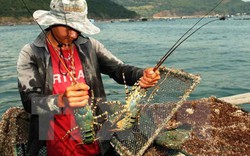 Giải cứu tôm hùm: Dân Phú Yên nuôi tiếp, cho ăn ít đi, nuôi thêm hàu