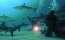 “Rùng mình” cảnh thợ lặn bị đàn cá mập 50 con bủa vây