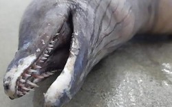 Sinh vật kì dị đầu cá heo, không có mắt trôi dạt bờ biển Mexico