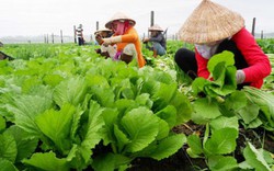 Tái cơ cấu nông nghiệp: “Bài toán khó” trồng rau công nghệ cao