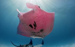 Tận mắt thấy cá đuối màu hồng duy nhất trên thế giới, vẫn ngỡ là mơ