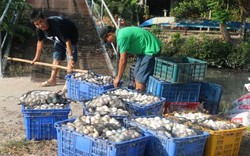 Giá trứng vịt giảm mạnh, bán xô chỉ được 13.000-14.000 đồng/chục