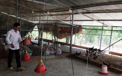 Khánh Hòa tiêu hủy hàng ngàn con gà do cúm A/H5N6, nhiều con to 2kg