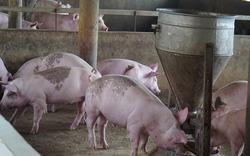 2 “đại gia” Dabaco, C.P hưởng ứng đưa giá lợn hơi về 75.000 đồng/kg