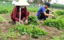 Rau cần khô bán tại ruộng 12.000 đồng/kg, 1 sào bỏ túi 3-3,6 triệu